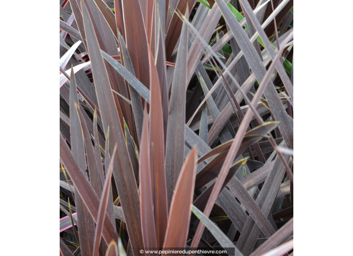 CORDYLINE australis 'Red Star'