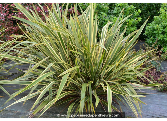 PHORMIUM cookianium 'Tricolor'