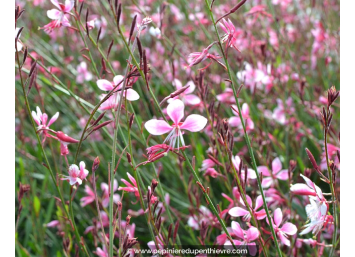 GAURA lindheimeri 'Siskiyou Pink'