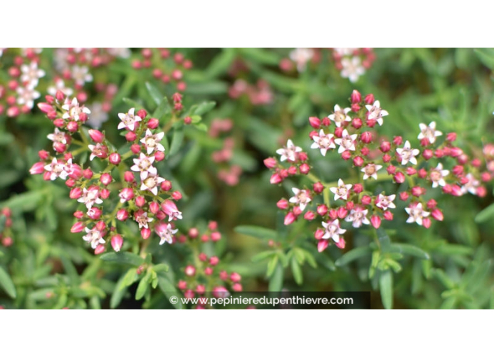 CRASSULA sarcocaulis