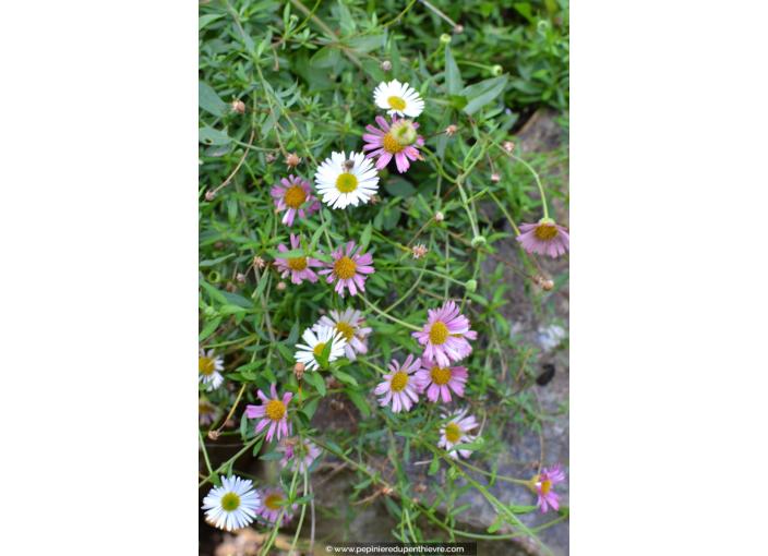 ERIGERON karvinskianus