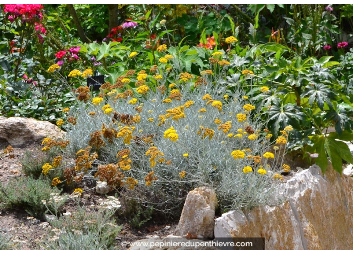 HELICHRYSUM serotinum