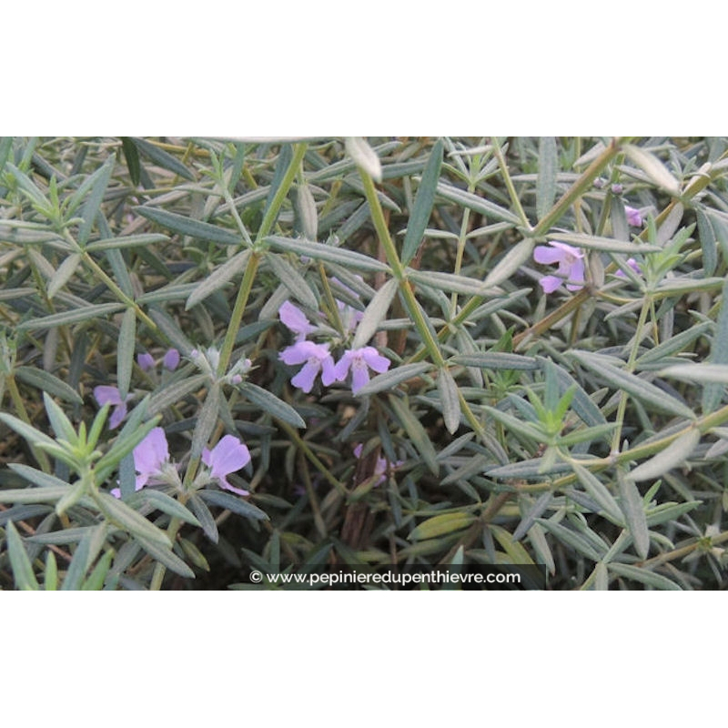 WESTRINGIA fruticosa 'Wynyabbie Gem', mauve - Pépinière du Penthièvre ...