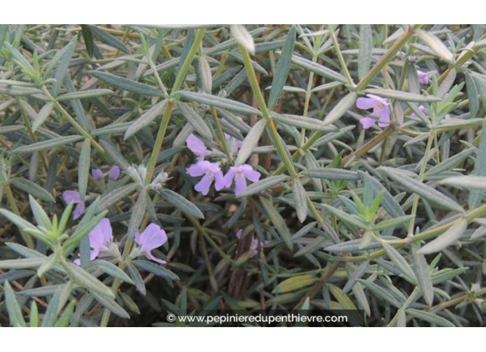 WESTRINGIA fruticosa 'Wynyabbie Gem'