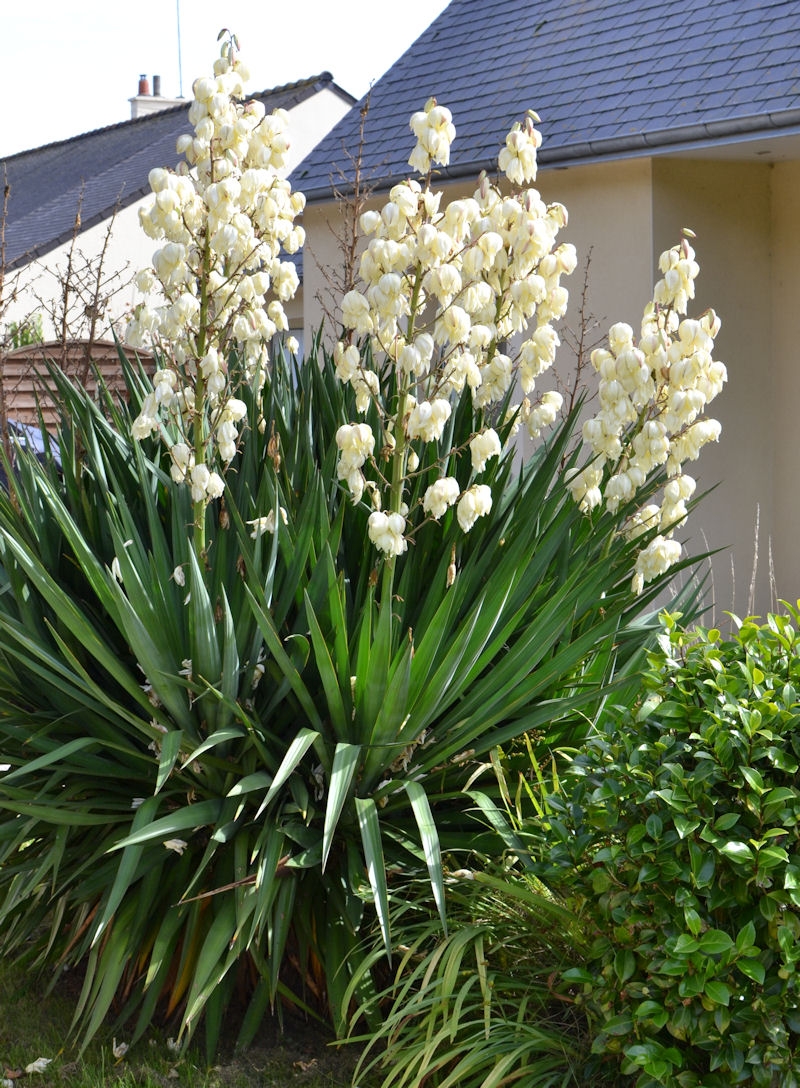 yucca filamentosa