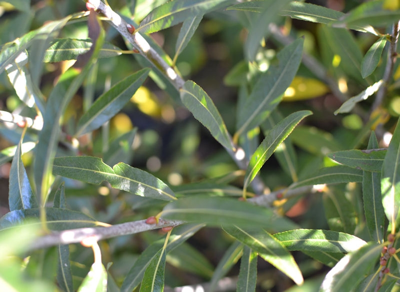 SALIX irrorata ou Saule au bois blanc, berge - Pépinière du Penthièvre