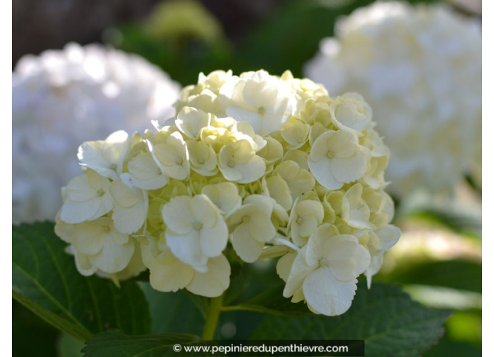 HYDRANGEA macrophylla 'Soeur Thérèse'