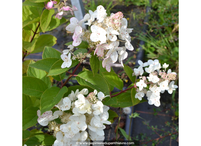 HYDRANGEA paniculata 'Tardiva'