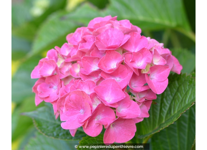 HYDRANGEA macrophylla 'Benelux'