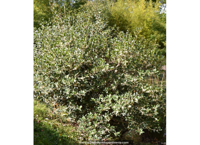 OSMANTHUS heterophyllus