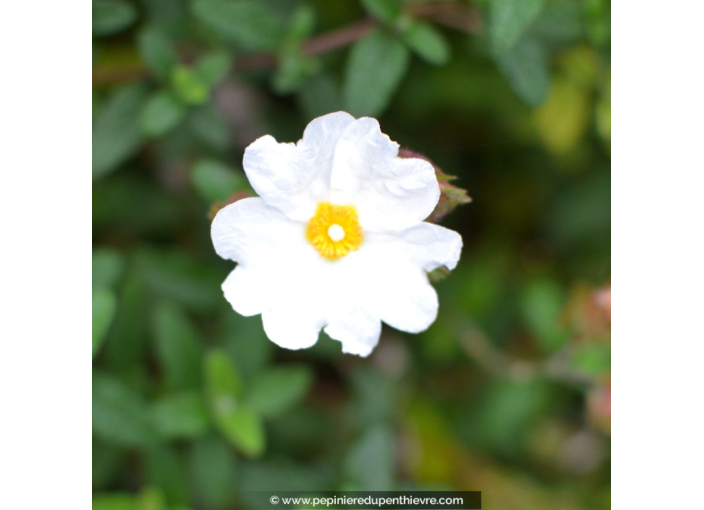 CISTUS salviifolius