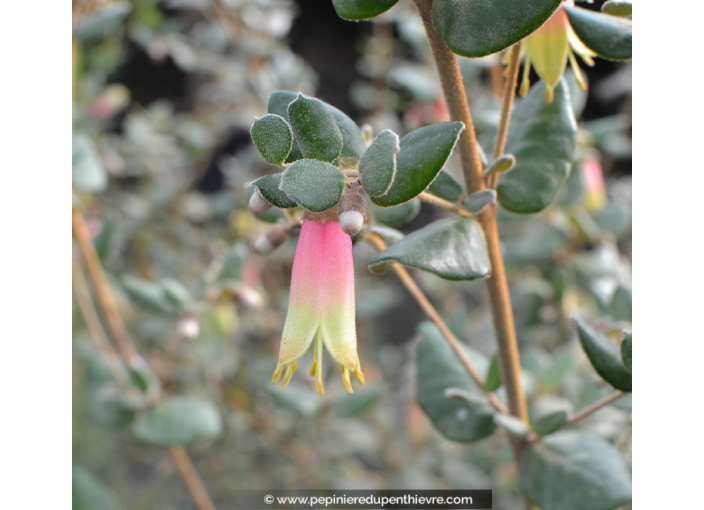 CORREA 'Dusky bells'