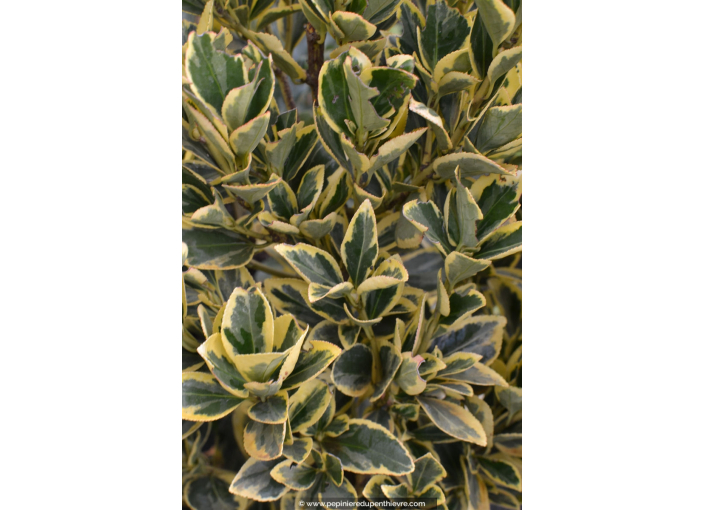 EUONYMUS japonicus 'Bravo'