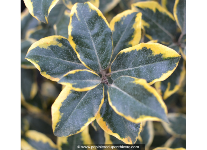 ELAEAGNUS X ebbingei 'Gilt Edge'