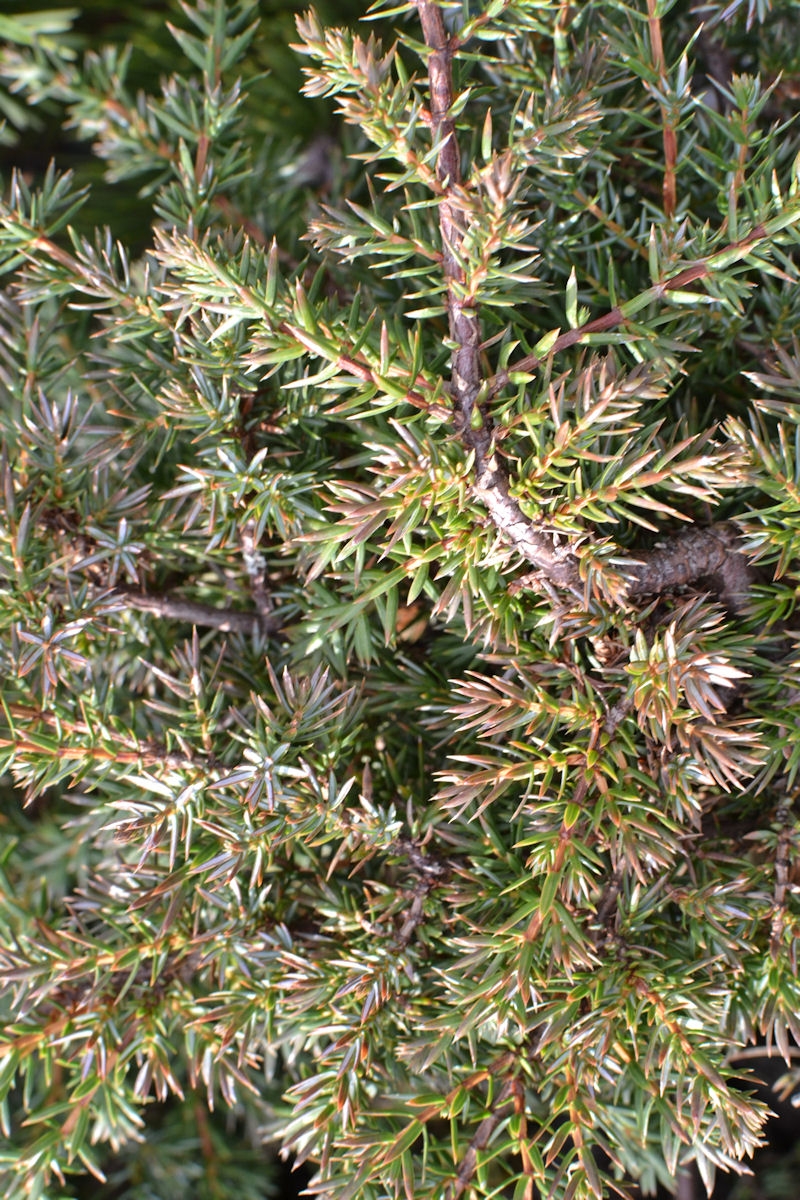 JUNIPERUS Communis 'Hornibrookii', Genévrier - Pépinière Du Penthièvre