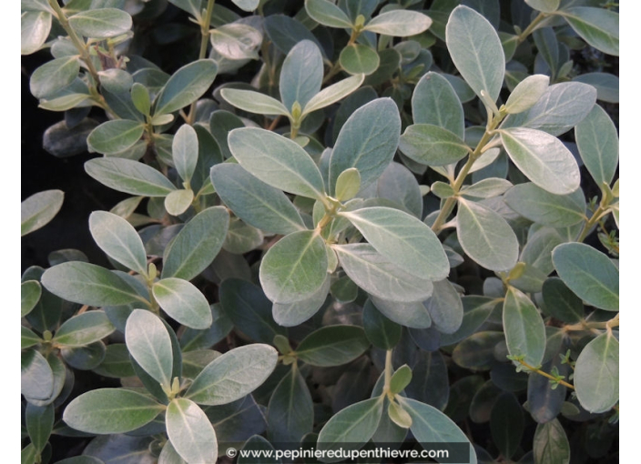 OLEARIA traversii