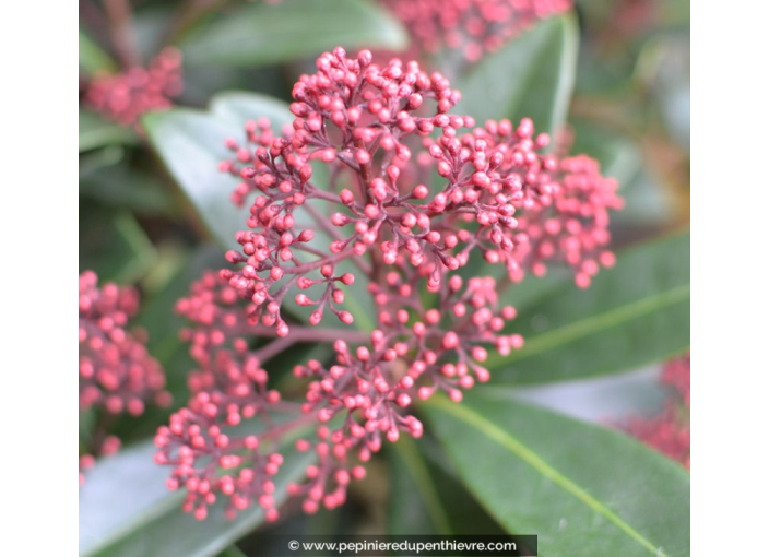 SKIMMIA japonica 'Rubella'