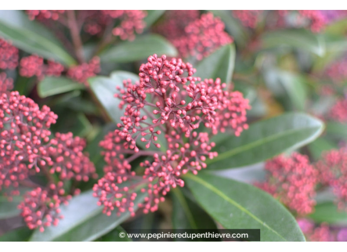 SKIMMIA japonica 'Rubella', persistant, parfumé - Pépinière du ...