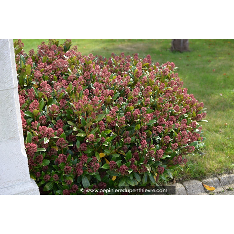 SKIMMIA japonica 'Rubella', persistant, parfumé - Pépinière du ...