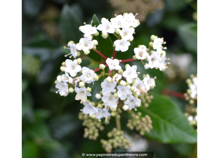 VIBURNUM tinus