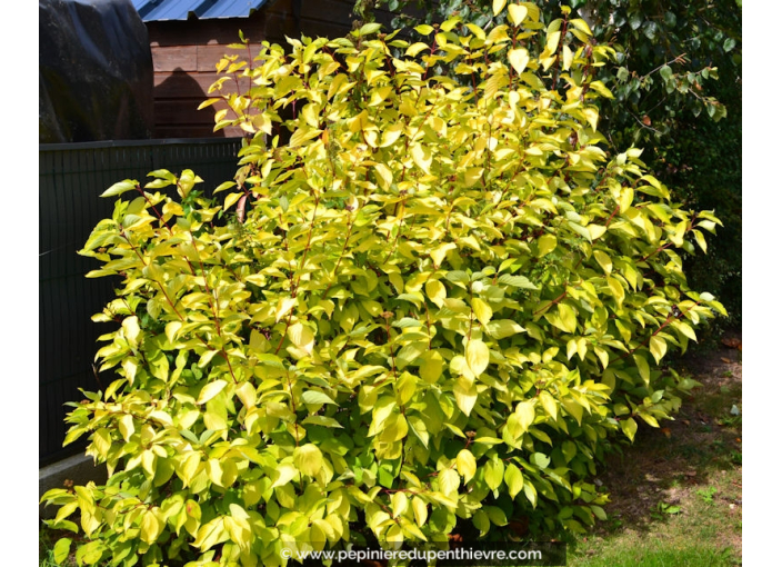 CORNUS alba 'Aurea'