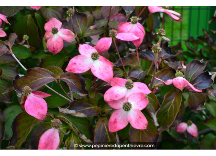 CORNUS kousa 'Satomi'