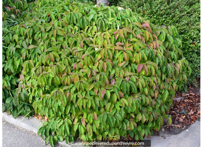 CORNUS sericea 'Kelseyi'