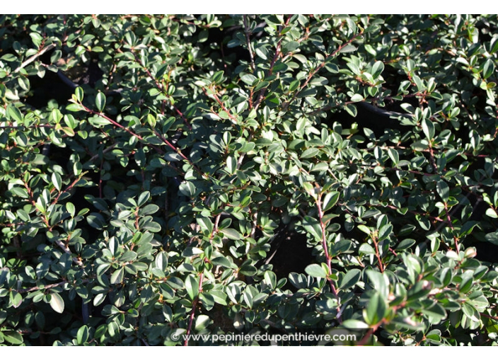 COTONEASTER dammeri 'Eichholz'