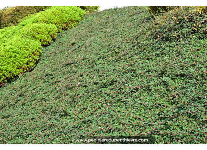 COTONEASTER dammeri 'Green Carpet'