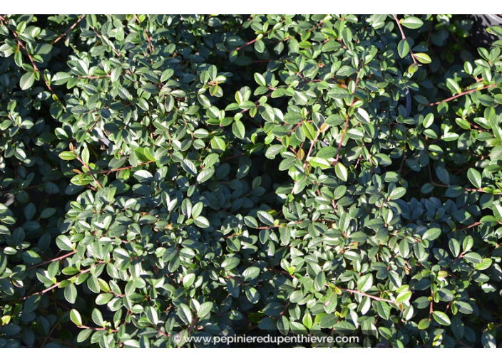 COTONEASTER dammeri 'Radicans'