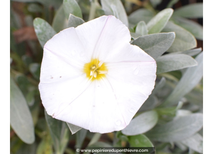 CONVOLVULUS cneorum