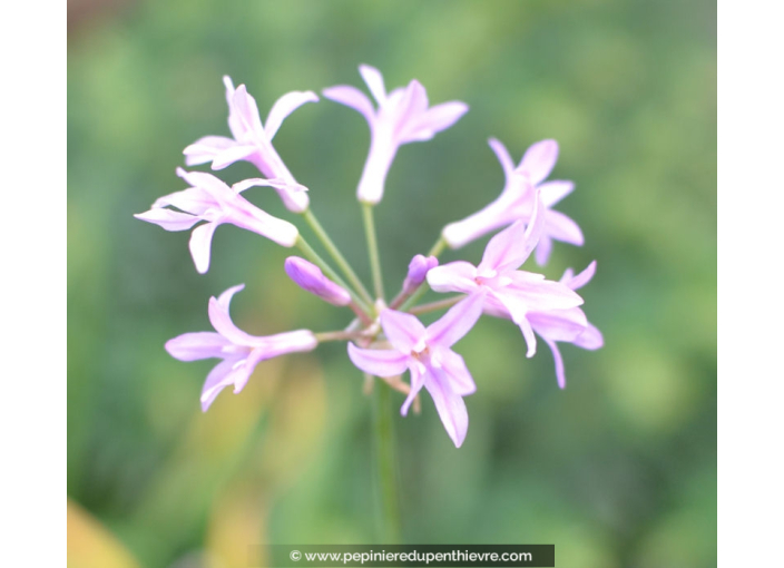 TULBAGHIA violacea 'Silver Lace'