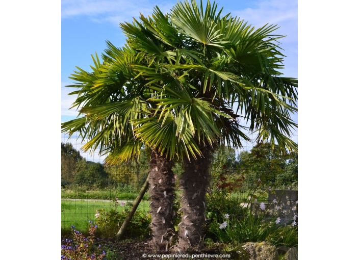 TRACHYCARPUS fortunei