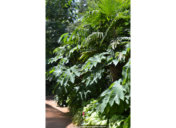 TETRAPANAX papyrifera 'Rex'