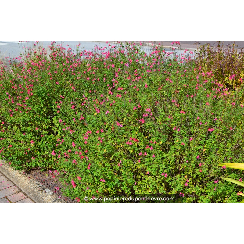 Salvia Grahamii Sauge De Graham Rouge Magenta P Pini Re Du Penthi Vre P Pini Re Du Penthi Vre