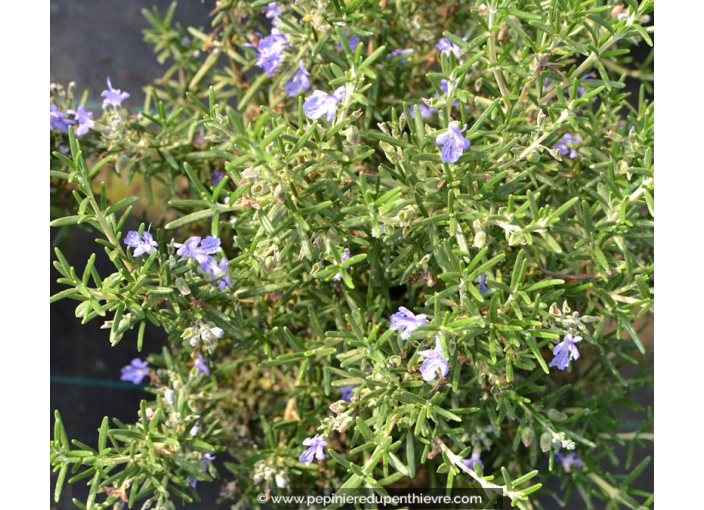 ROSMARINUS officinalis 'Corsican Blue'