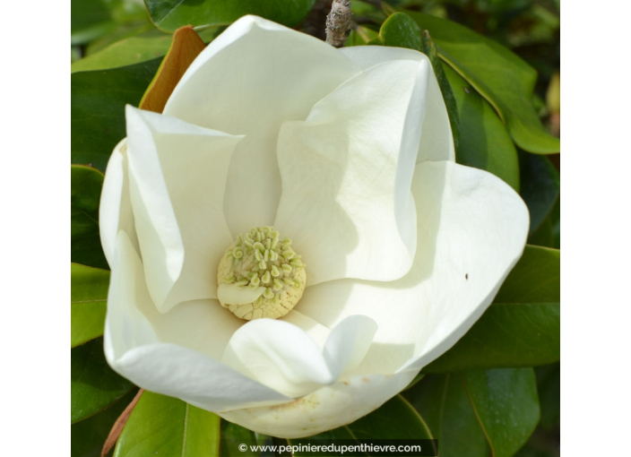 MAGNOLIA grandiflora 'Galissoniensis'