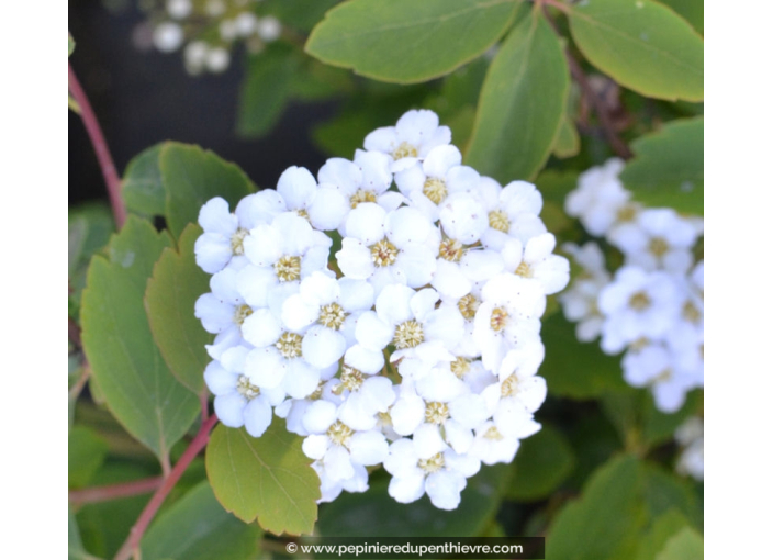 SPIRAEA vanhouttei