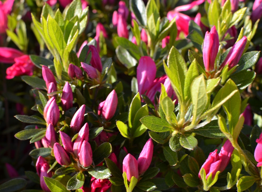 Azalée 'Rosa King', AZALEA, rose, persistant - Pépinière du Penthièvre