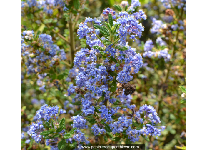 CEANOTHUS impressus 'Puget Blue'