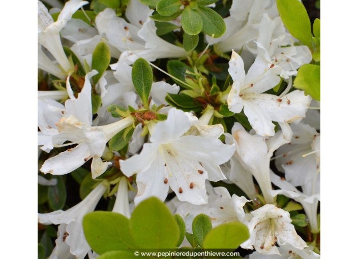 AZALEA japonica 'Adonis' (blanc)