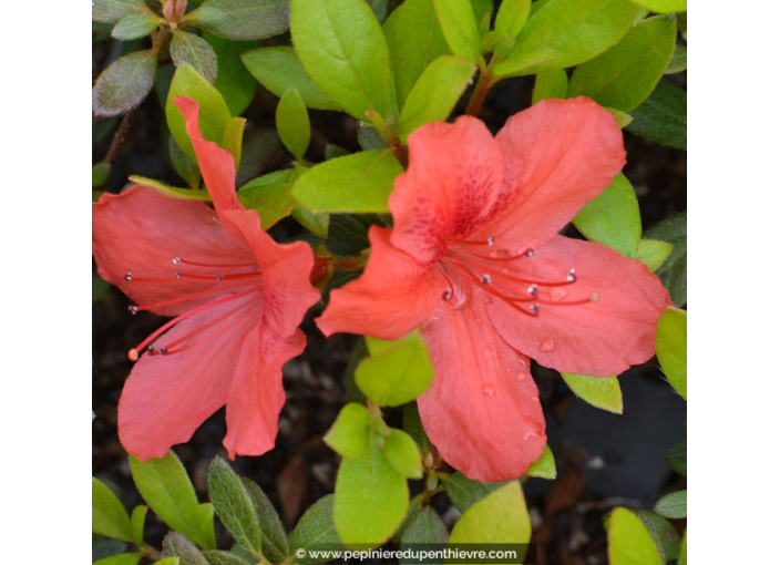 AZALEA japonica 'Orange Beauty'