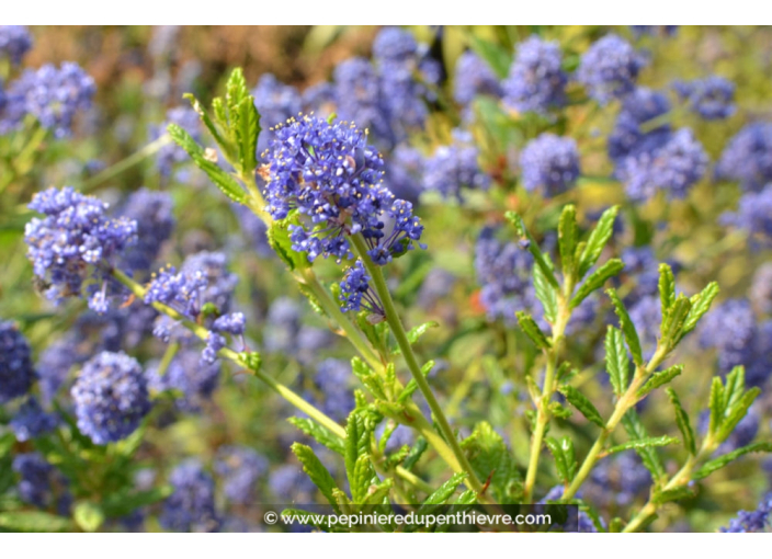 CEANOTHUS x 'Concha'