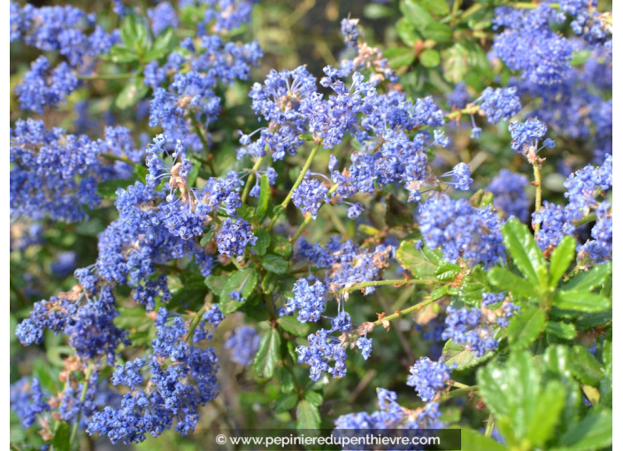 CEANOTHUS x 'Italian Skies'