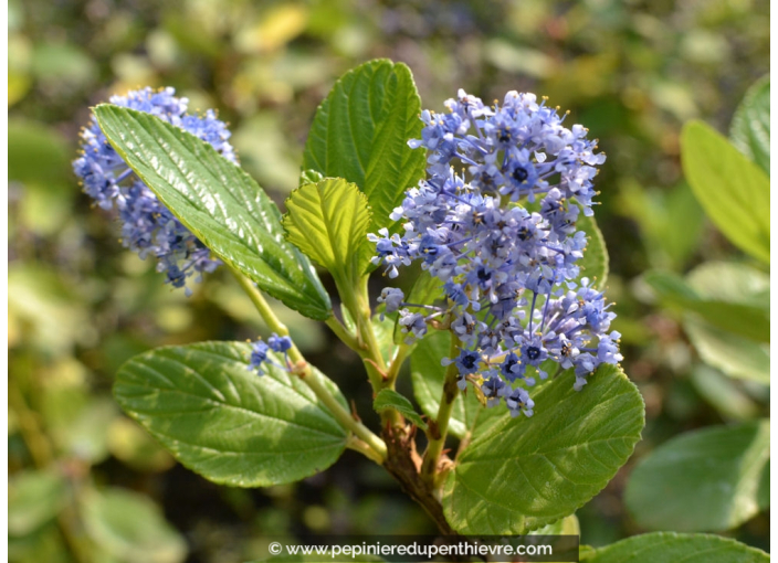 CEANOTHUS arboreus 'Trewithen Blue'