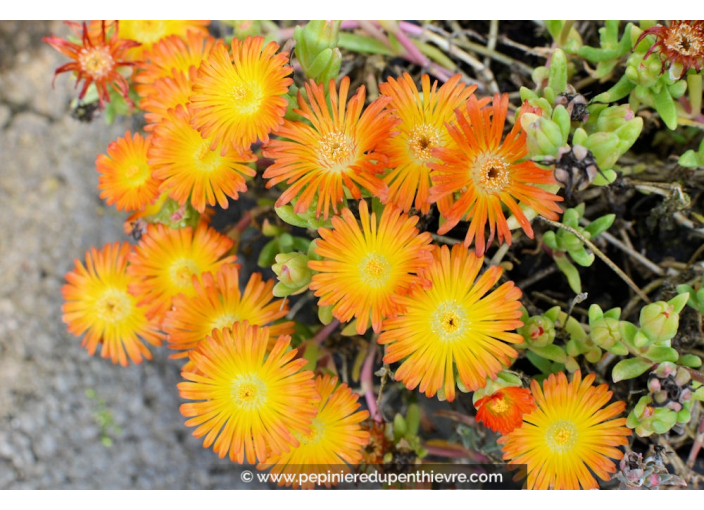 DELOSPERMA cooperi 'Orange wonder'