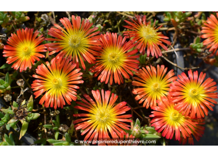 DELOSPERMA cooperi 'Fire Wonder'