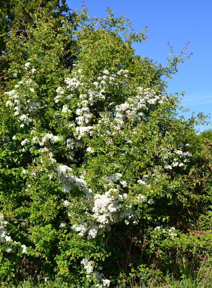 CRATAEGUS laevigata ou oxyacantha, ubépine - Pépinière du Penthièvre