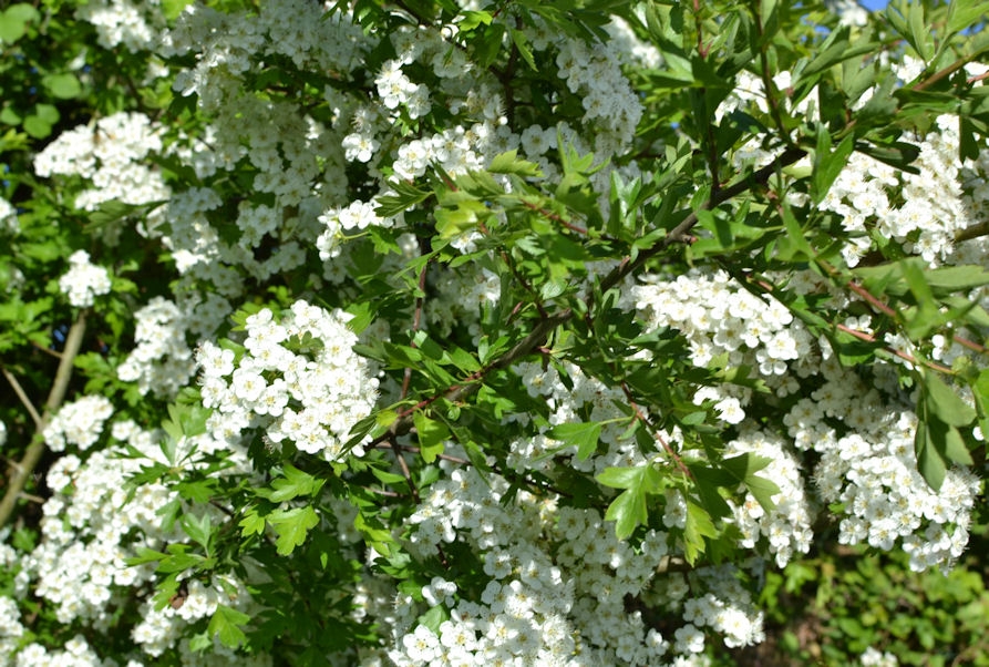 CRATAEGUS laevigata ou oxyacantha, ubépine - Pépinière du Penthièvre