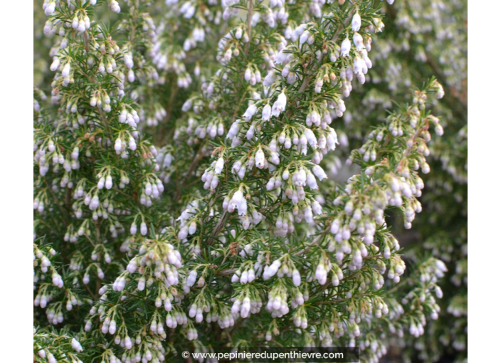 ERICA arborea 'Pink Joy'